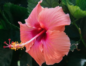 8月養這幾種花，花期長還好養