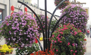 街道節日景觀提升-花樹